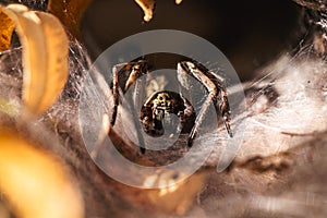 Brazilian spider known as armadeira, monkey spider or banana spider, poisonous and hunter photo