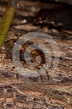 Brazilian Stink Bug