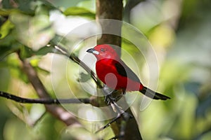 Brazilian tanager, Folha Seca, Brazil