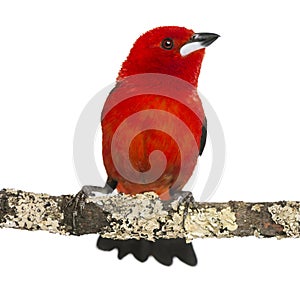 Brazilian Tanager perched on a branch - Ramphocelus bresilius