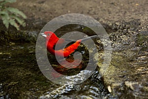 The Brazilian tanager Ramphocelus bresilius.