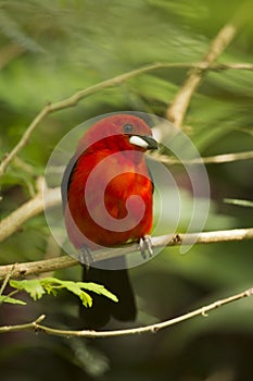 The Brazilian tanager Ramphocelus bresilius.