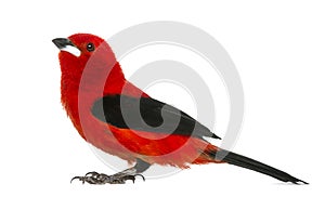 Brazilian Tanager - Ramphocelus bresilius