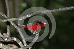 Brazilian tanager, Ramphocelus bresilius