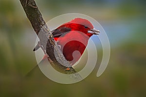 Brazilian tanager, Ramphocelus bresilius, red bird sitting on the branch in the nature habitat, Brazil. Red tanager in green