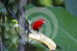 Brazilian tanager, Folha Seca, Brazil photo