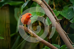A Brazilian Tanager sitting on a branch