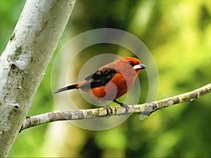Brazilian tanager in tree
