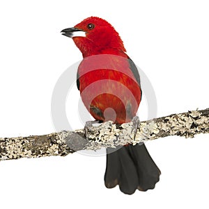 Brazilian Tanager tweeting perched on a branch