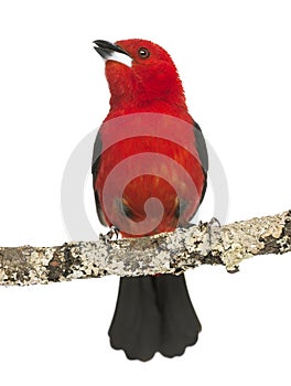 Brazilian Tanager tweeting perched on a branch - Ramphocelus bresilius