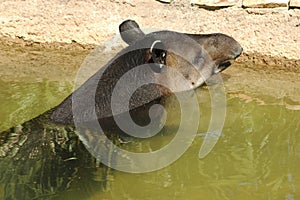 Brazilian Tapir