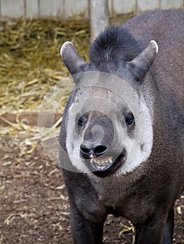 Brazilian Tapir with a big smile