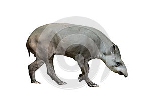 Brazilian tapir isolated