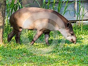 Brazilian Tapir Portrait
