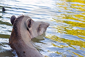 Brazilian Tapir Swimming