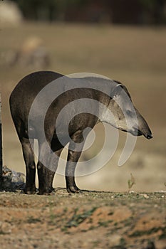 Brazilian tapir, Tapirus terrestris,