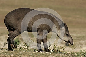 Brazilian tapir, Tapirus terrestris,