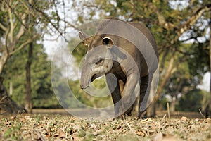 Brazilian tapir, Tapirus terrestris,