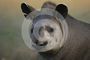 Brazilian tapir, Tapirus terrestris,