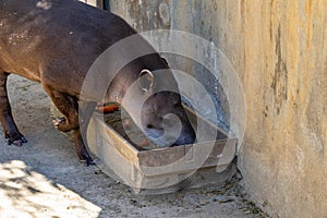 Brazilian tapir tapirus terrestris in Barcelona Zoo