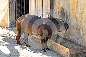 Brazilian tapir tapirus terrestris in Barcelona Zoo