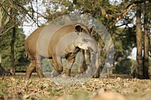 Brazilian tapir, Tapirus terrestris, photo
