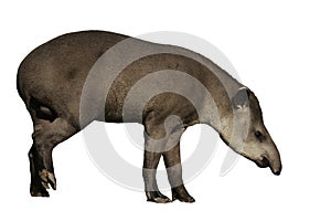 Brazilian tapir, Tapirus terrestris,