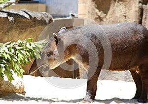 Brazilian tapir, Tapirus terrestris south