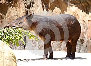 Brazilian tapir, Tapirus terrestris south photo