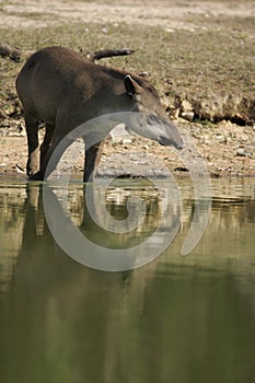 Brazilian tapir, Tapirus terrestris,