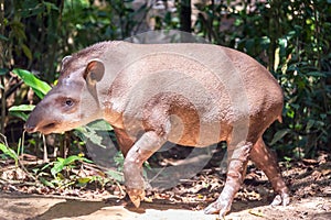 Brazilian Tapir Walking