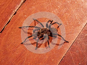 The Brazilian Tarantula or Theraphosidae photographed on a wooden floor.