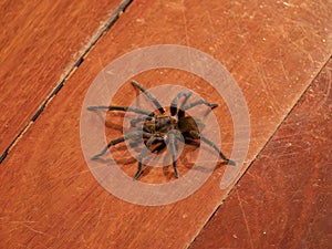 The Brazilian Tarantula or Theraphosidae photographed on a wooden floor.