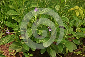 Brazilian Tea or blue snake weed, flowering shrub