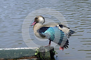 Brazilian teal Drying the beautiful blue feathers of the wings