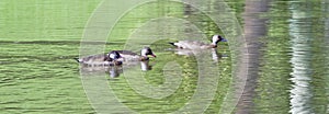 Brazilian teal swimming in the greenish lake