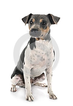 Brazilian Terrier in studio photo