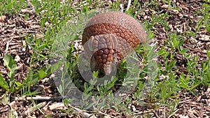 Brazilian three banded Armadillo sitting in grass sniffing moving out of frame