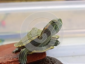 Brazilian tortoise / red-ear slider / trachemys scripta elegans