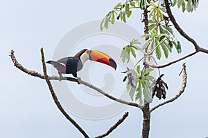 Brazilian toucan bird of the Cerrado Mineiro photo