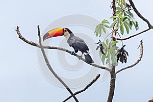 Brazilian toucan bird of the Cerrado Mineiro photo