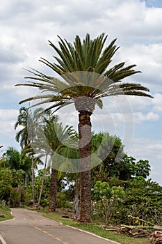 Brazilian tropical palm tree isolated in lakeside selective focus.