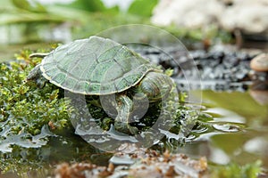 Brazilian turtle or black-bellied slider or Trachemys dorbigni