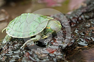 Brazilian turtle or black-bellied slider or Trachemys dorbigni