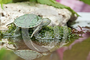 Brazilian turtle or black-bellied slider or Trachemys dorbigni