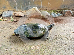 Brazilian turtle or scientific name Red Eared Terrapin - Trachemys scripta elegans