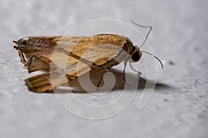 Brazilian Underwing moth