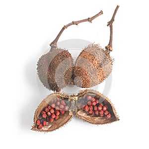 Brazilian Urucum Annatto Seeds