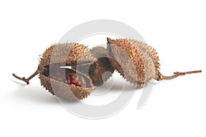 Brazilian Urucum Annatto Seeds photo