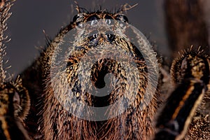 Brazilian Wandering Spider